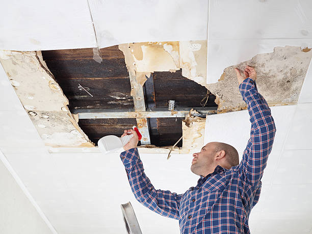 Why You Should Choose Our Mold Remediation Services in Carbon Hill, AL